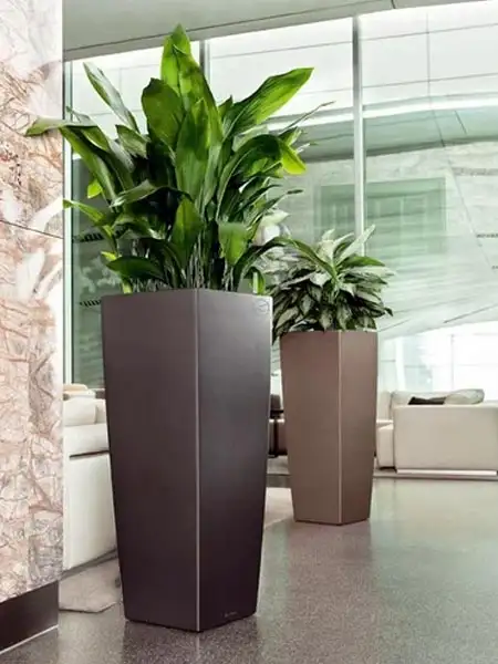 indoor-plant-installation-riyadh