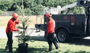 tree-transplanting-jeddah