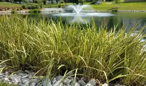 wetland-planting-jeddah